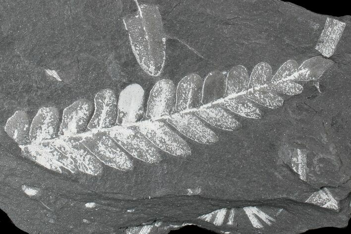 Wide, Fossil Seed Fern (Neuropteris) Plate - Pennsylvania #168365